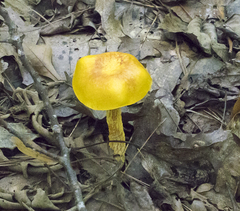 Aureoboletus betula