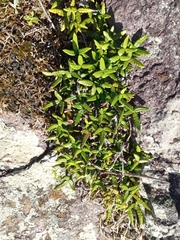 Doryopteris triphylla