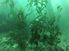 Macrocystis pyrifera