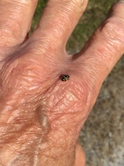 Propylea quatuordecimpunctata