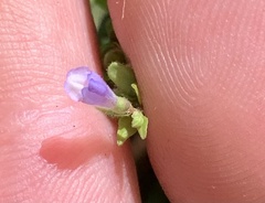Scutellaria lateriflora