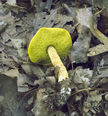 Aureoboletus betula