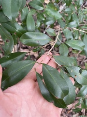 Syzygium australe