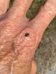 Propylea quatuordecimpunctata