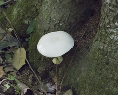 Pleurotus dryinus