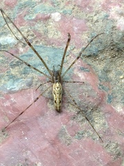Tetragnatha elongata