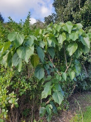 Entelea arborescens