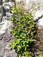 Doryopteris triphylla