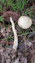 Austroboletus subflavidus