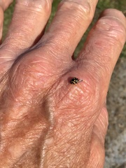 Propylea quatuordecimpunctata