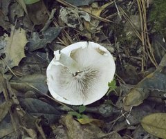 Pleurotus dryinus