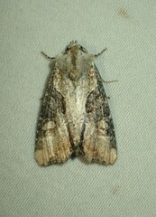 Lateroligia ophiogramma