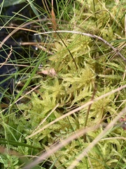 Sphagnum palustre