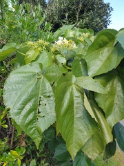 Entelea arborescens
