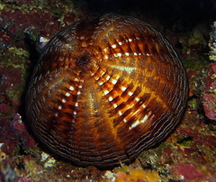 Echinoidea