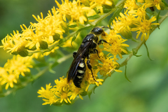 Myzinum obscurum