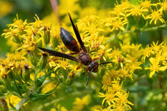 Polistes metricus