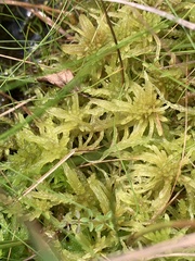 Sphagnum palustre