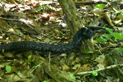 Pantherophis alleghaniensis