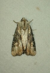 Lateroligia ophiogramma