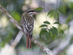 Myiodynastes maculatus