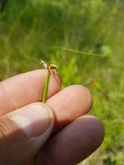 Eleocharis rostellata