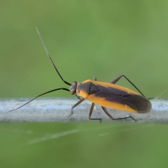 Lopidea robiniae