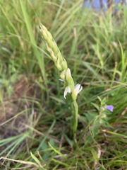 Spiranthes cernua