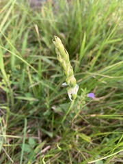 Spiranthes cernua