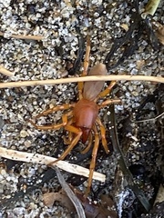 Dysdera crocata