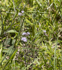 Elephantopus tomentosus