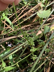 Scutellaria lateriflora