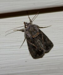 Ctenoplusia oxygramma