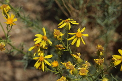 Senecio flaccidus douglasii