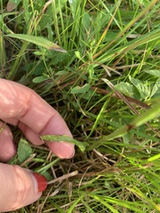 Spiranthes cernua