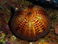 Echinoidea