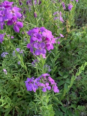 Phlox