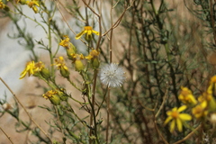 Senecio flaccidus douglasii