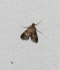 Elophila obliteralis