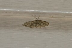 Melanolophia canadaria