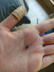 Otiorhynchus rugosostriatus