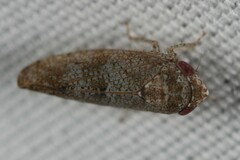 Deltocephalinae