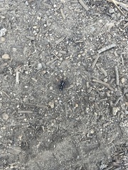 Herpyllus propinquus