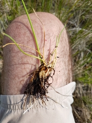 Eleocharis rostellata