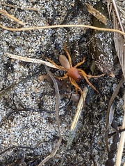 Dysdera crocata