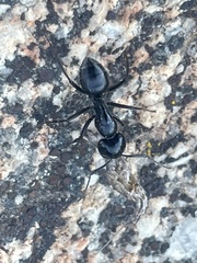 Camponotus laevissimus