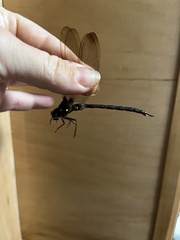 Boyeria vinosa