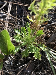 Eryngium aromaticum