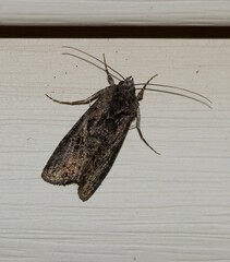 Ctenoplusia oxygramma