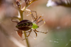 Peucetia viridans